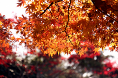 秋天大概是最适合拍照的季节，华为nova5系列让你随手拍大片